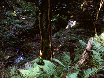 Le Streghe - Sous-bois